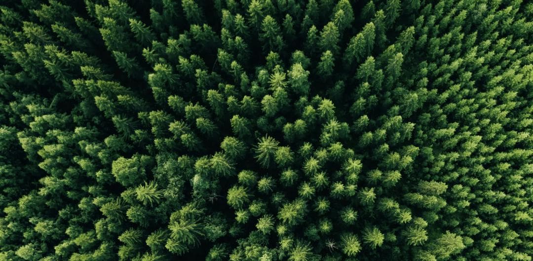 Forest canopy, Pezhvak text-to-speech product image